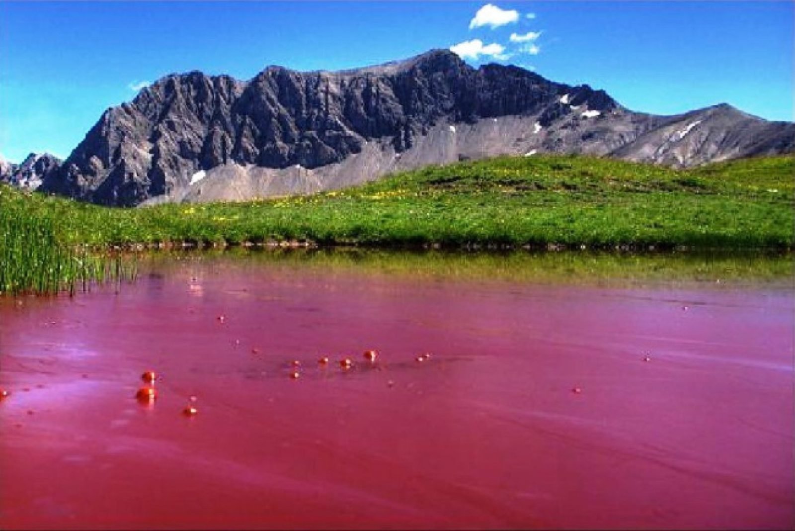 Розовое озеро на алтае. Малиновое озеро Алтайский край. Розовое озеро Алтай. Красное озеро Алтайский край.