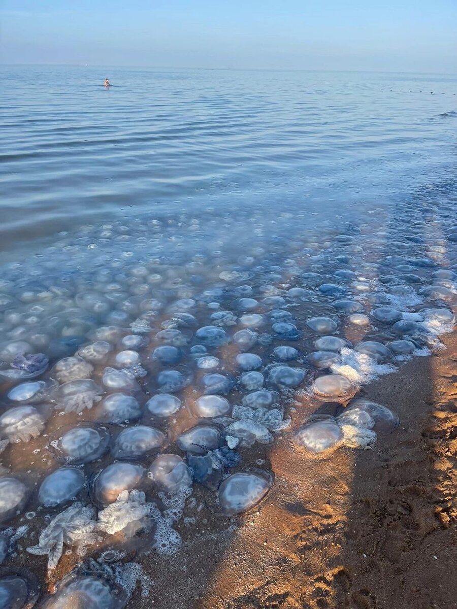 Медузы в Азовском море 2022