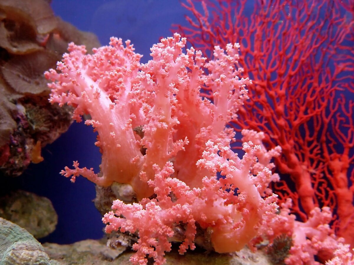 Коралловые полипы (Anthozoa)