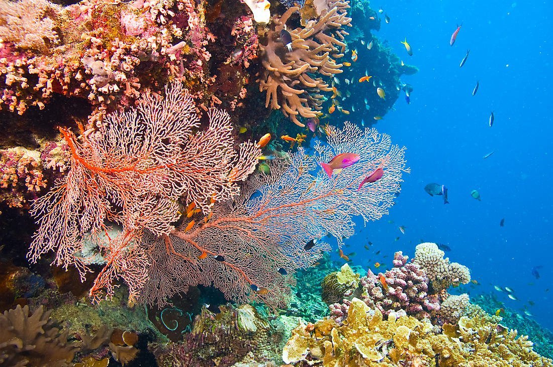Горгониевые кораллы