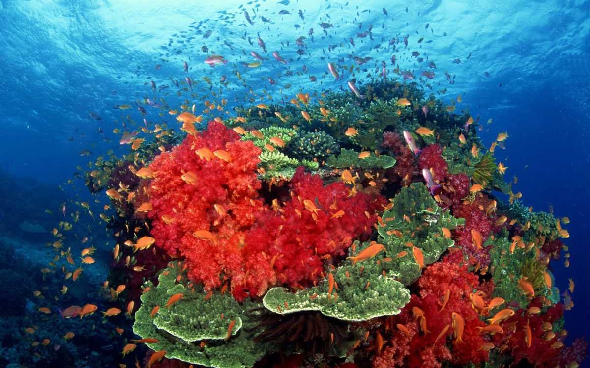 Большой Барьерный риф Флора
