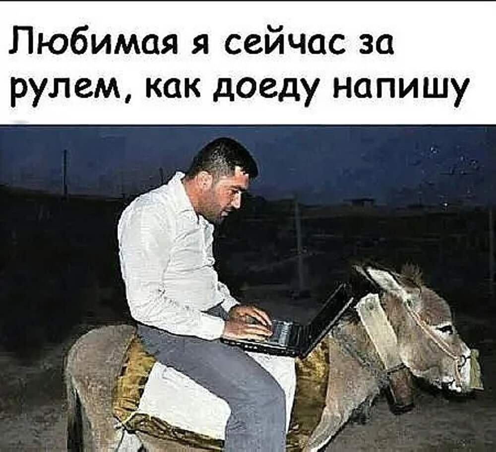 Ишак за рулем