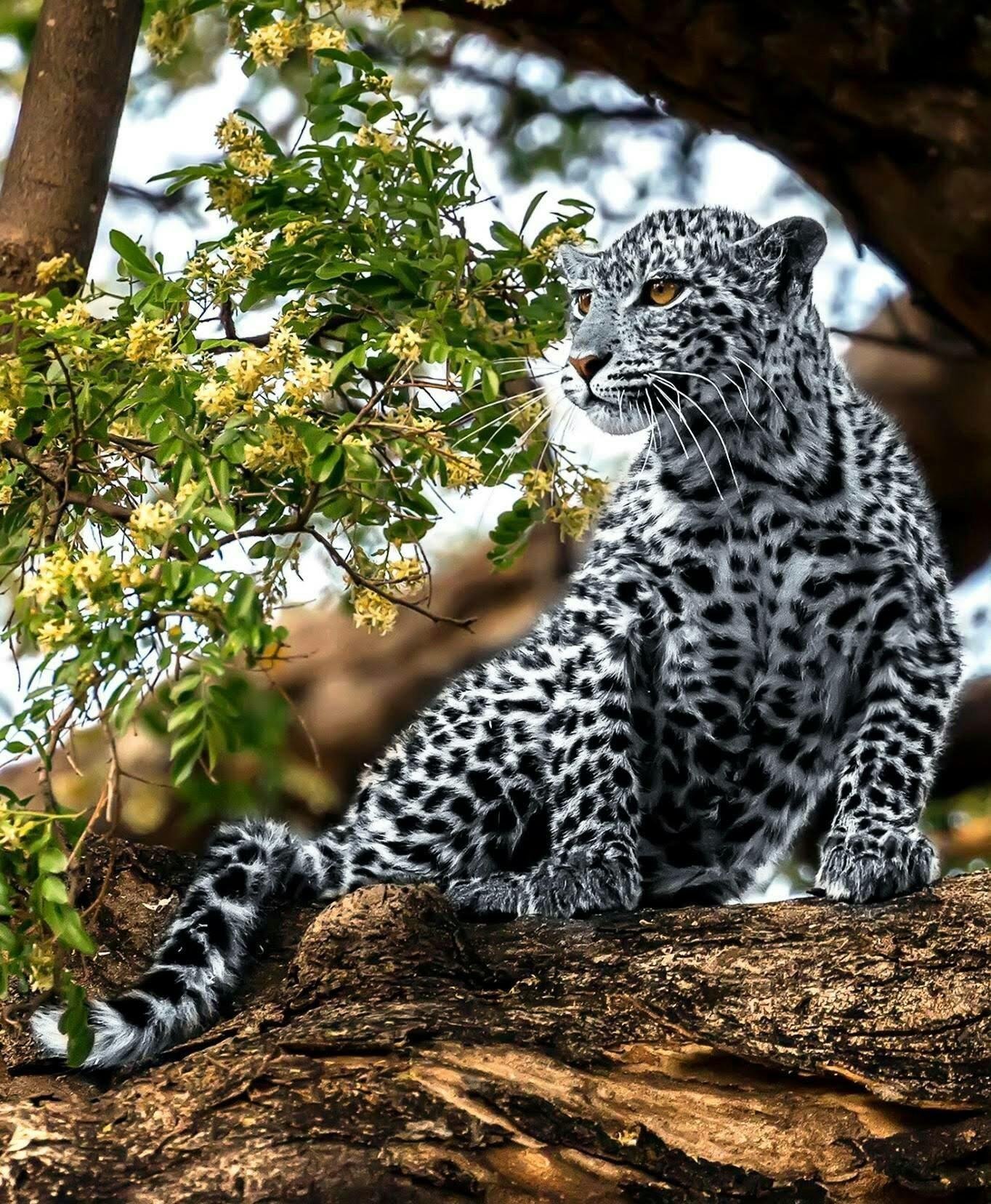 Как выглядит ягуар. Леопард. Дальневосточный леопард меланист. Леопард альбинос. Пятнистый Ягуар.