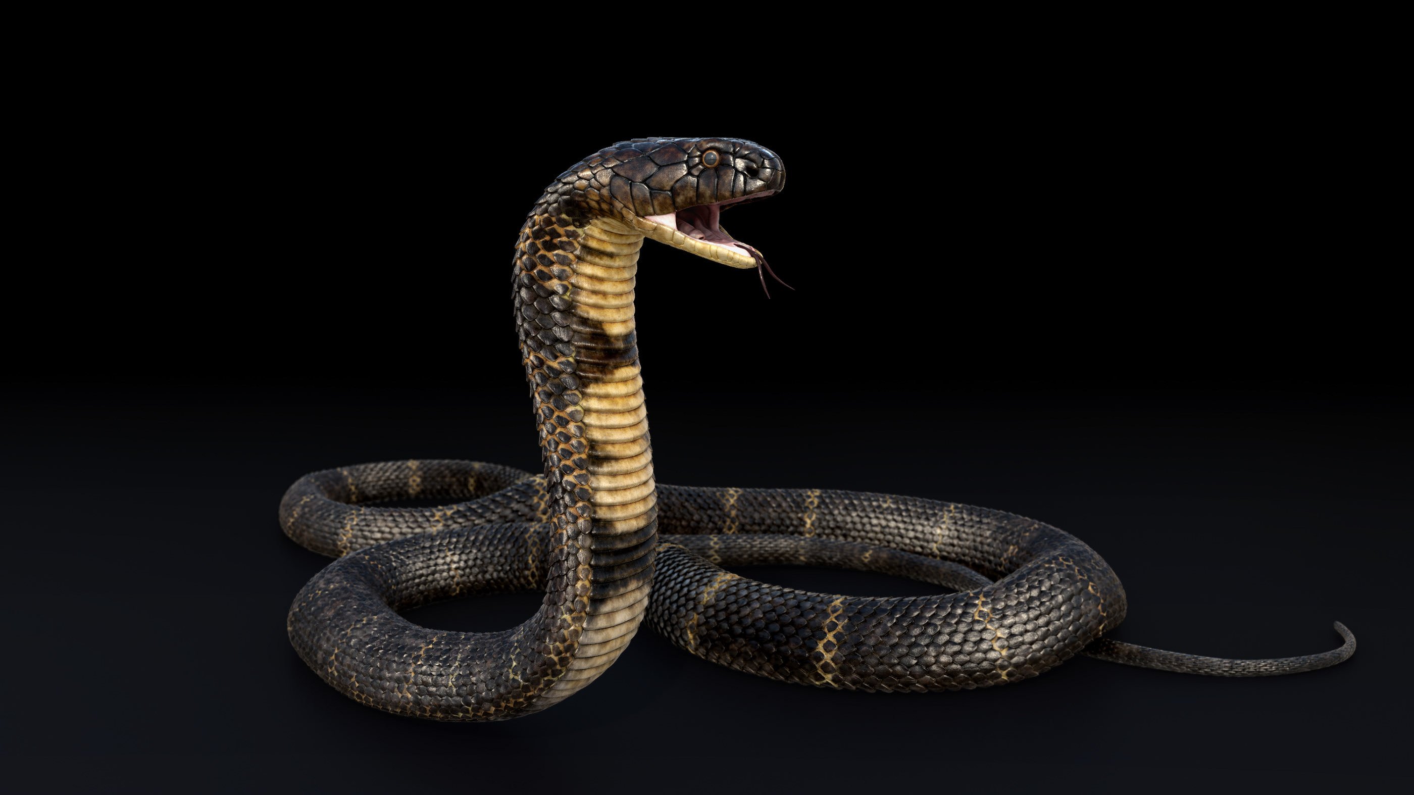 Cobra edge. Королевская Кобра гамадриад. Египетский Аспид змея. Черношеяя Кобра. Египетская Королевская Кобра.
