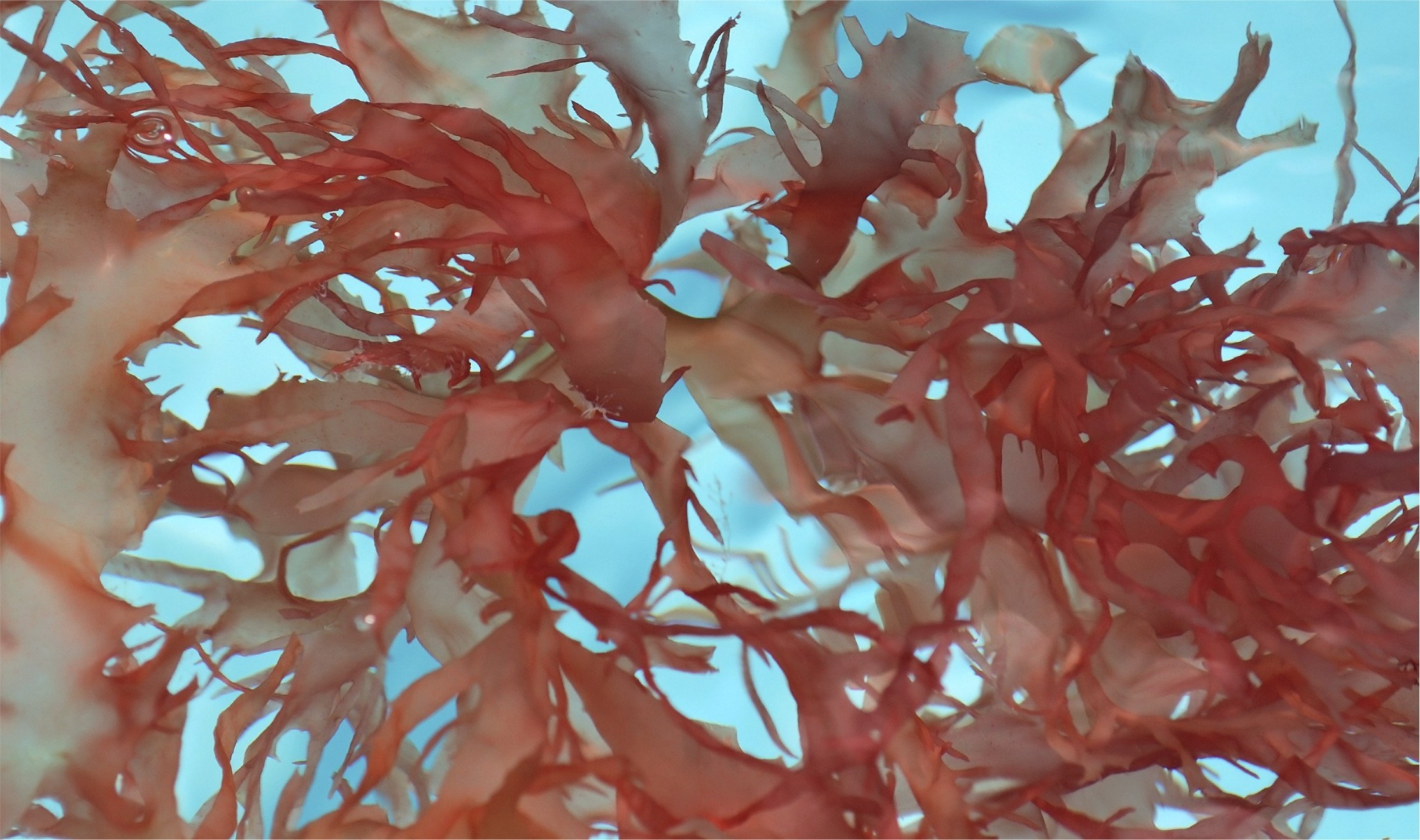 Обитание красных водорослей. Филлофора водоросль. Родимения водоросль. Красные водоросли Филлофора. Филлофора черного моря.