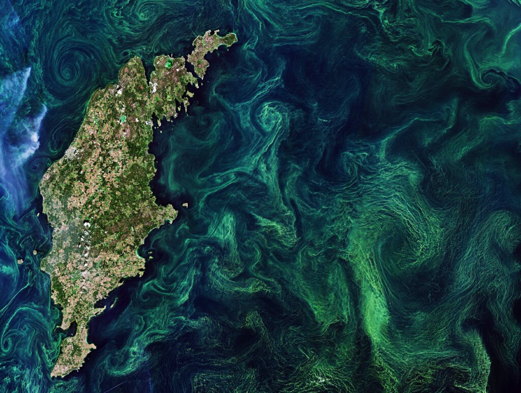 Фитопланктон Балтийского моря