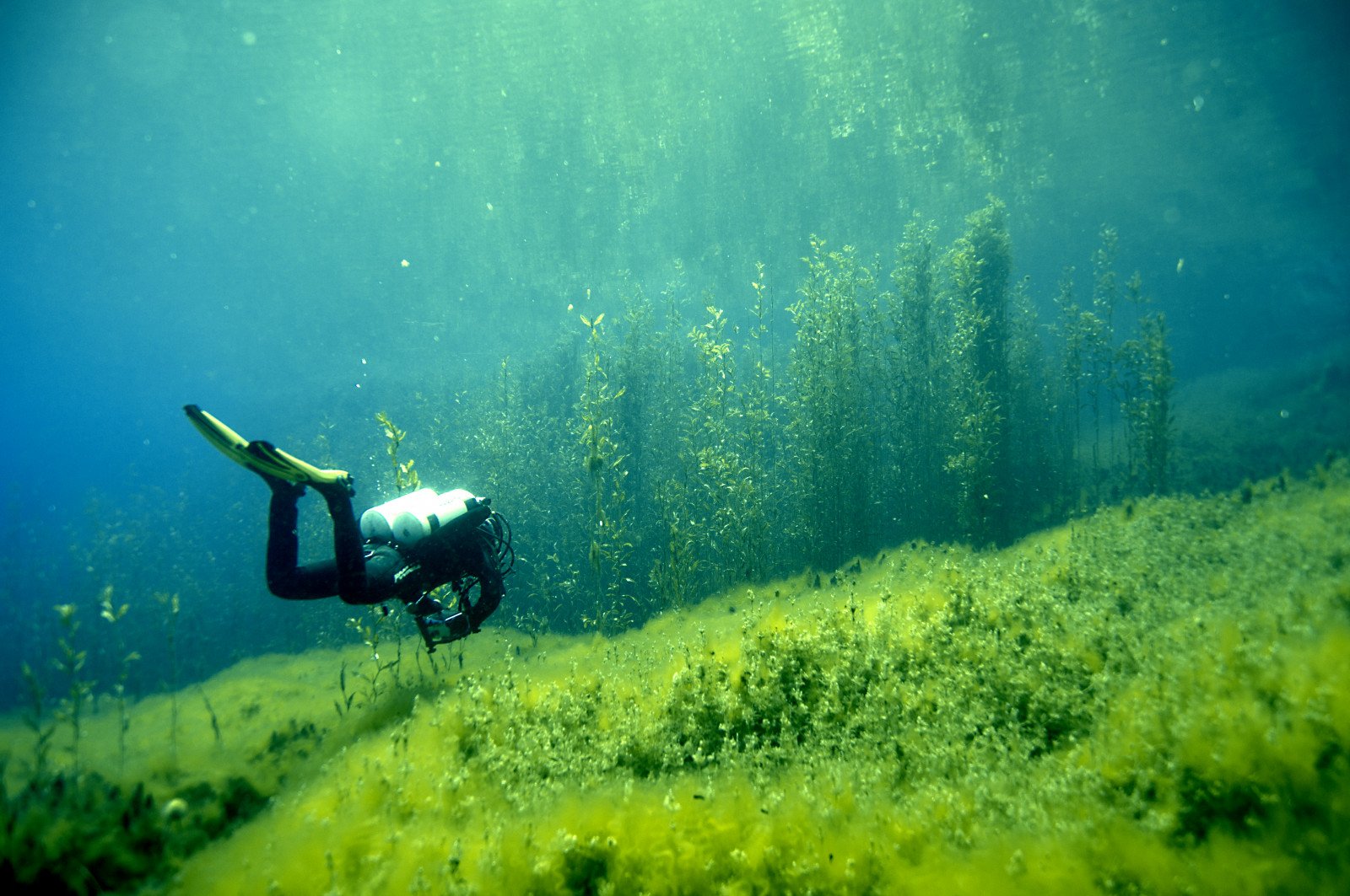 Растущая на дне озера. Синявинское озеро подводный лес. Синявинское озеро дайвинг. Лежнинское озеро погружение. Подводный пейзаж.