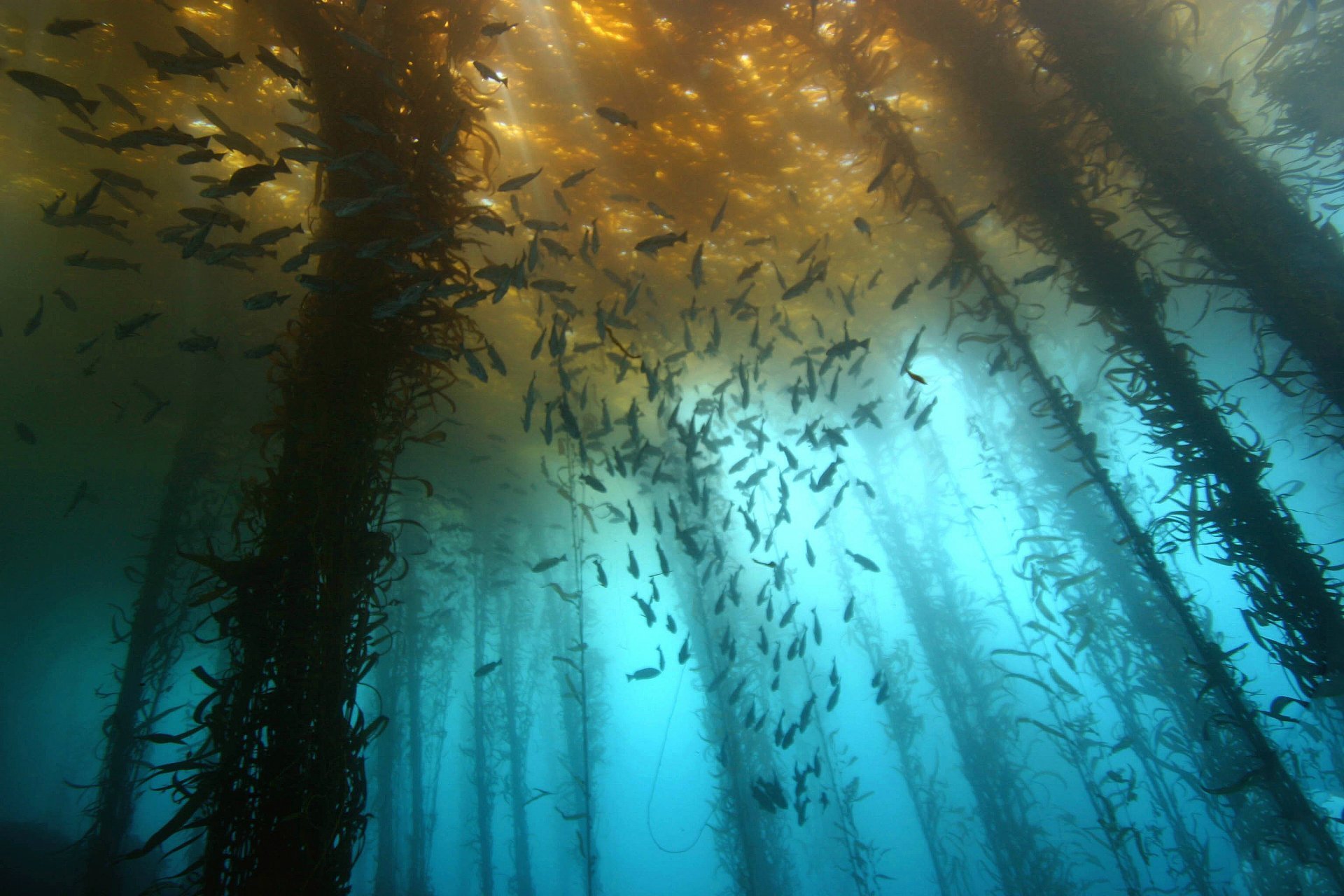 Саргассово море водоросли. Озеро Трафул Аргентина. Саргассово море ламинария. Подводный мир Саргассова моря.