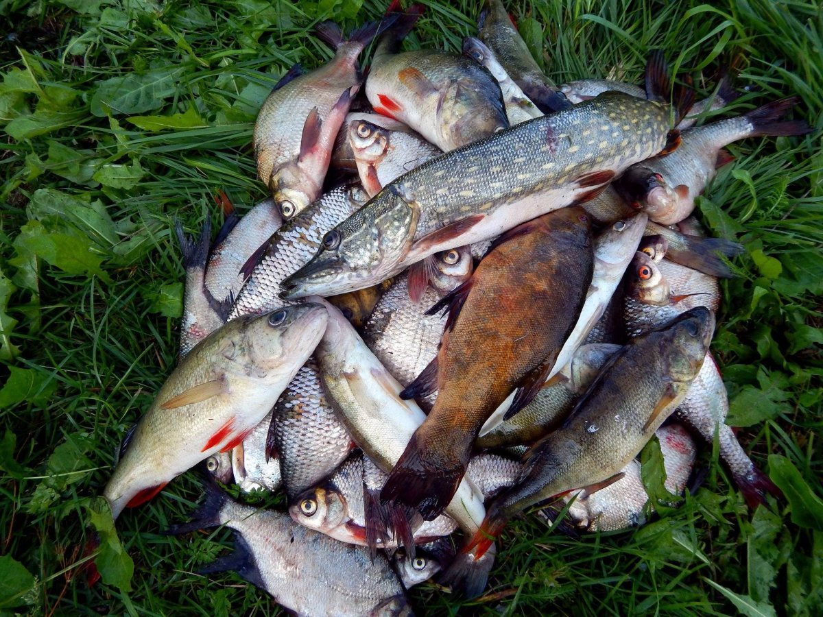 Вазузское водохранилище рыбалка