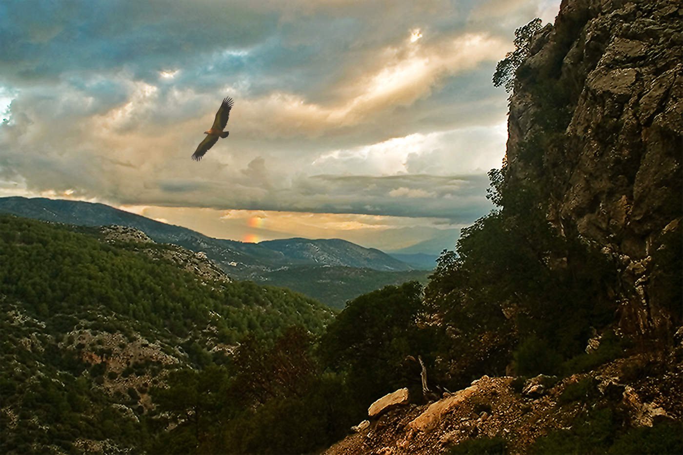 Сперва с горы летишь на них. Орел в горах Дагестана. Птица над горами. Орел над горами. Орел парит над горами.