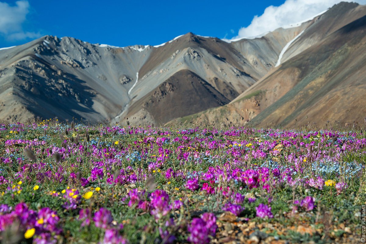 Цветущая Долина Алтай