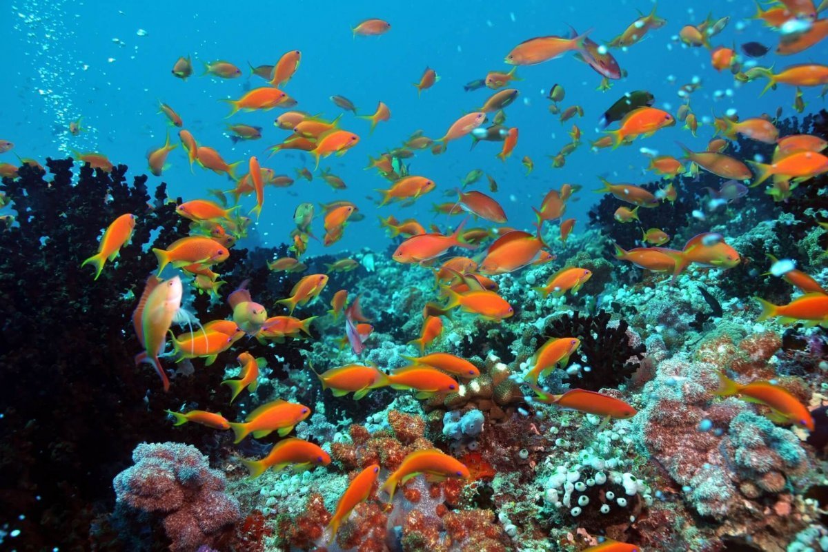 Рыбки риф Мальдивы. Мальдивы океан рыбки. Мальдивы подводный мир. Рыбы на Мальдивах. Сколько рыб в океане