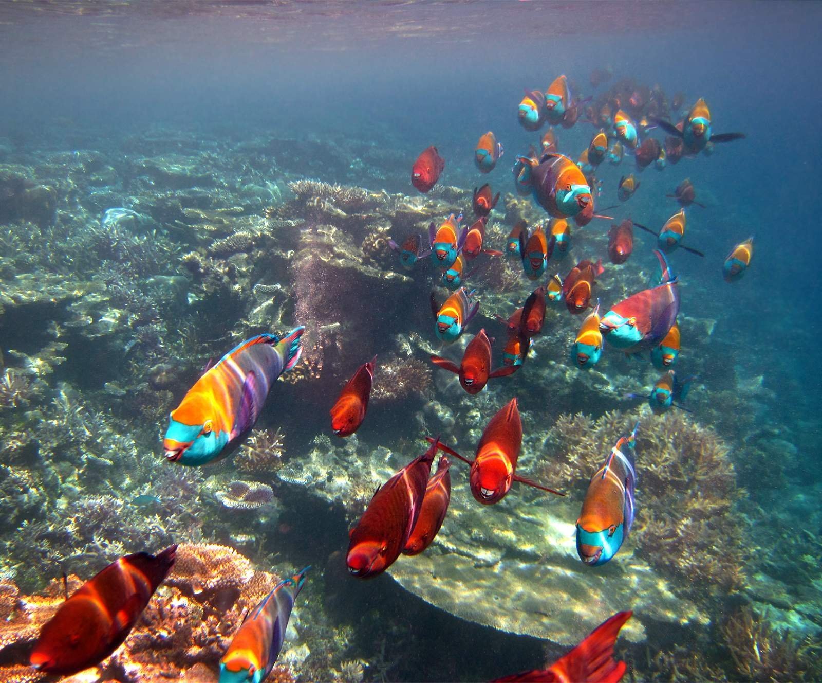 Индийский океан жизнь в океане. Мальдивы снорклинг риф. Коралловые рифы Мальдивы снорклинг. Рифовые рыбки Мальдивы. Риф Фоттейо Мальдивы.