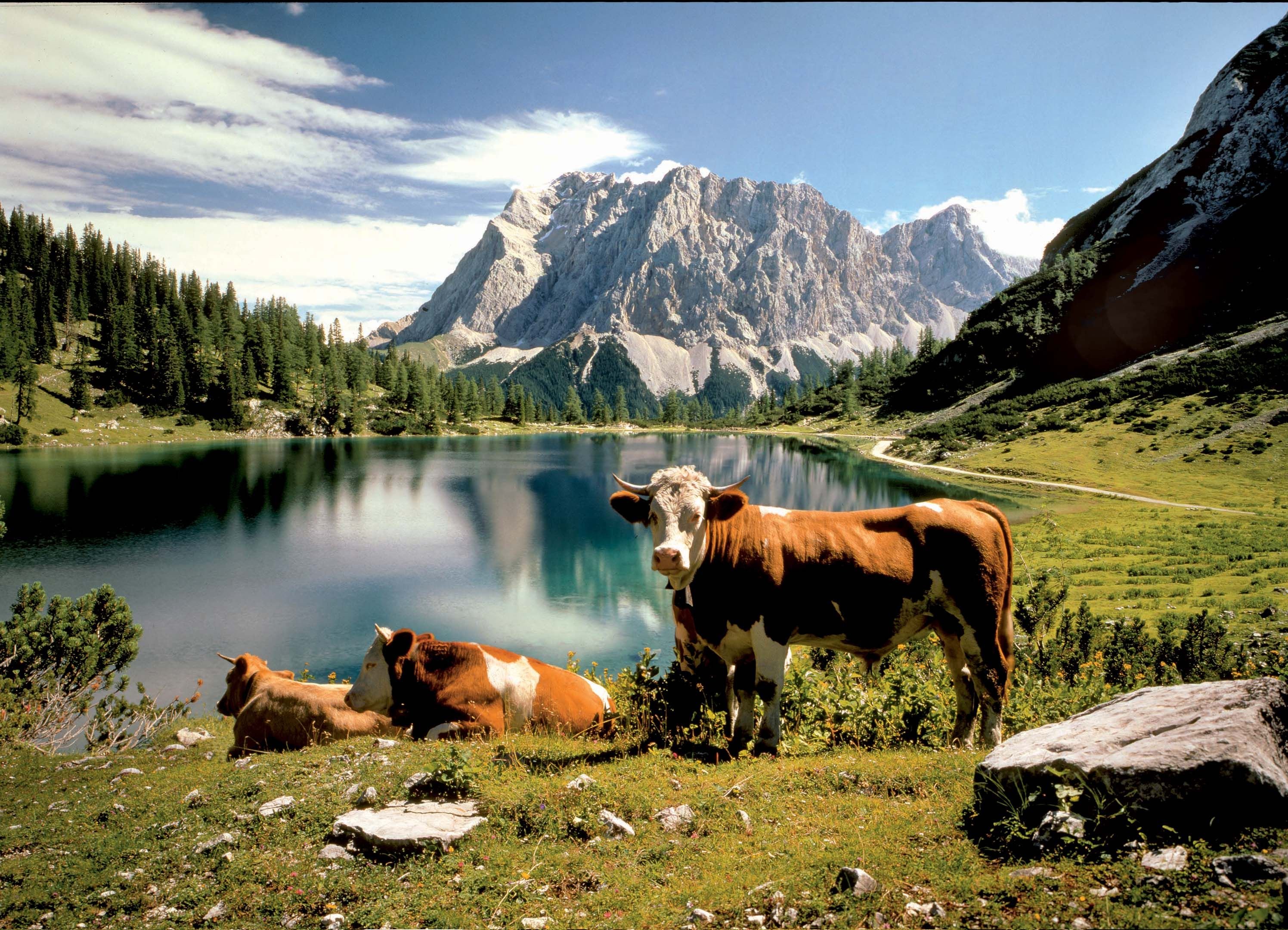 Природа дом животных. Альпийские коровы Швейцария. Альпийские Луга Швейцария Альпийские Луга Швейцария. Альпийские Луга с коровами Швейцария. Альпийские Луга Австрии.