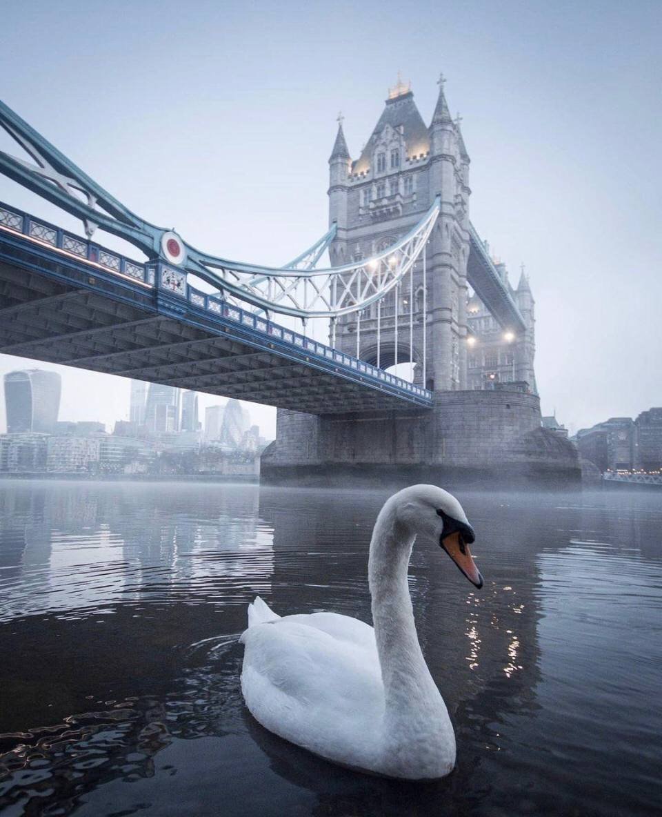 Лебеди в Лондоне