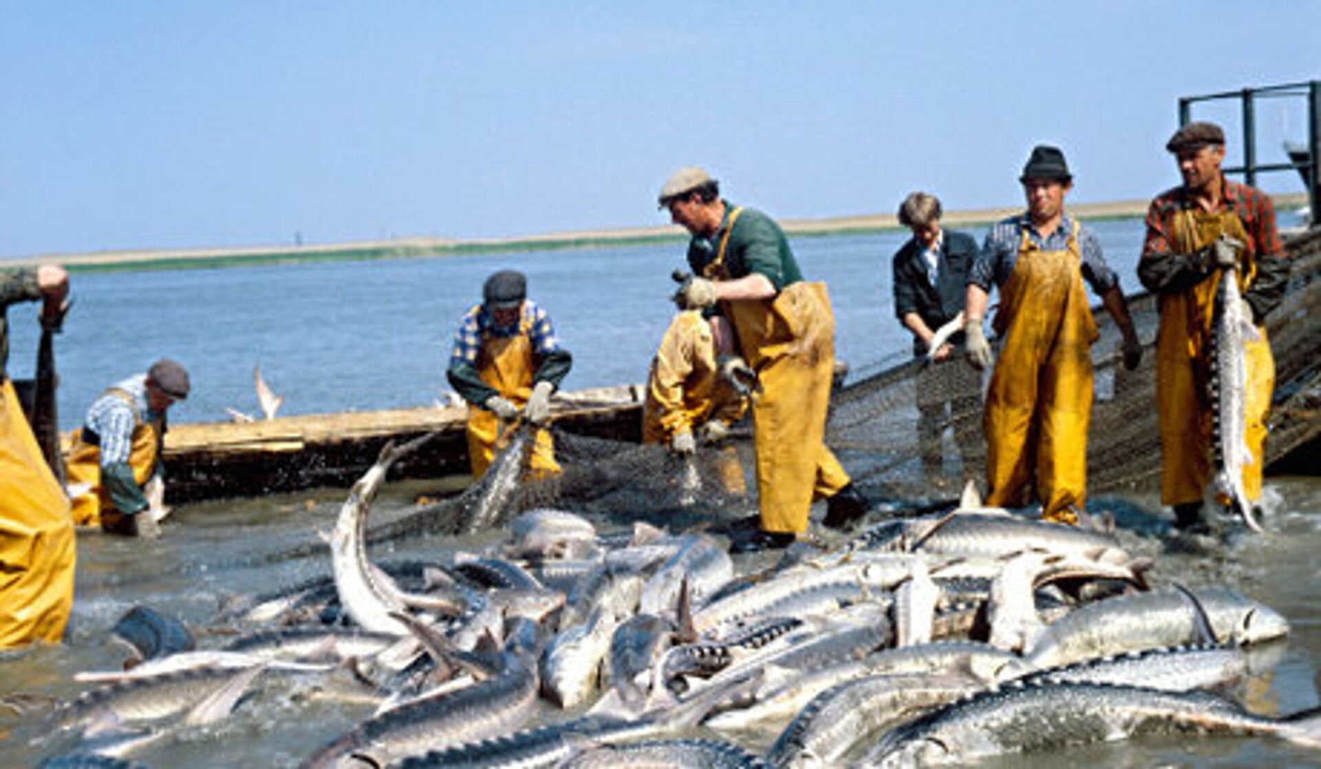 Промысловый лов рыбы. Волга река Астрахань рыбный промысел. Рыбная промышленность Поволжья. Промысловый лов рыбы в Астрахани. Рыбная промышленность Астрахань.