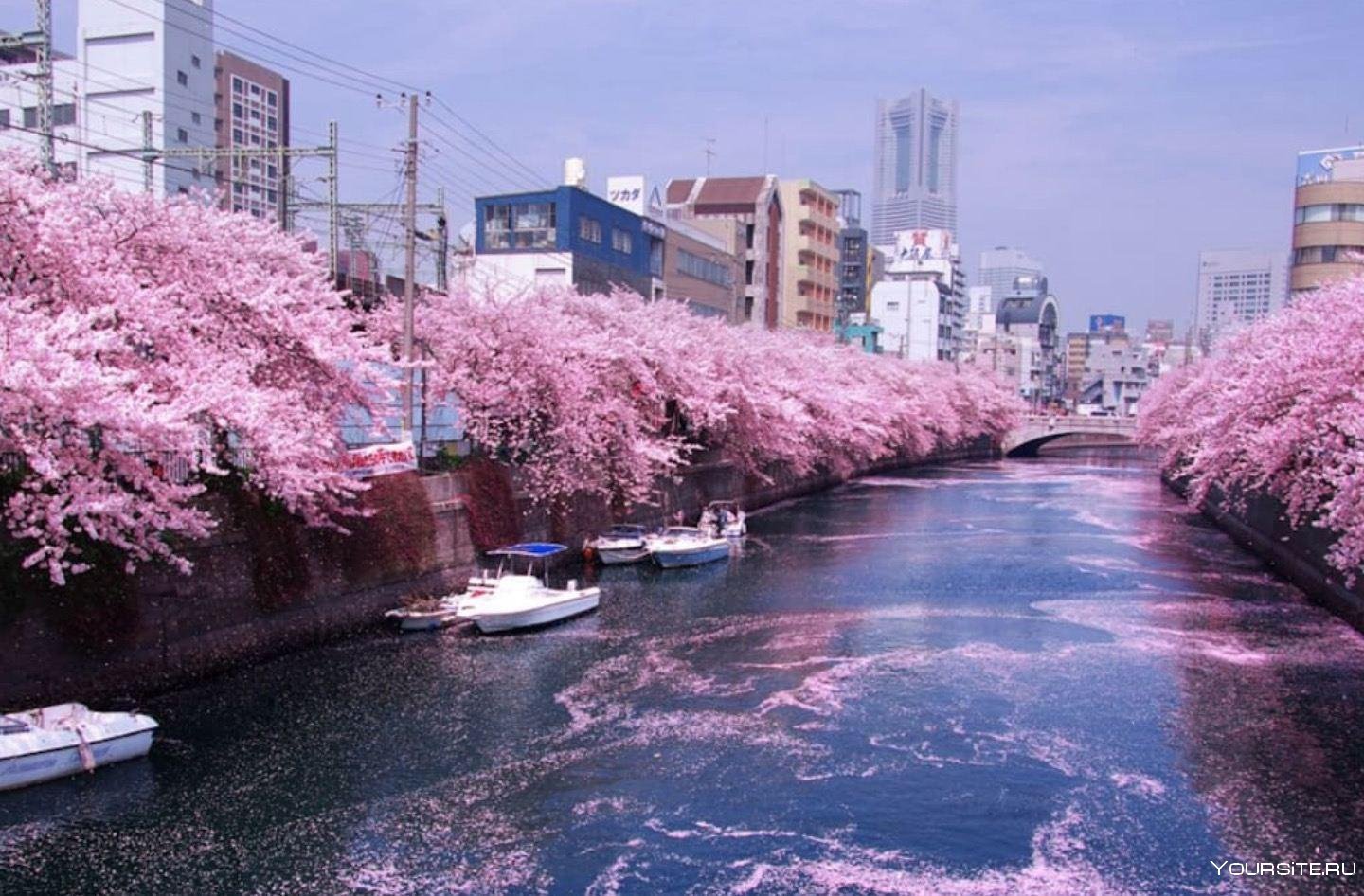 Япония пон. Йокогама Япония Сакура. Йокогама Япония цветение Сакуры. Цветение Сакуры в Йокогаме. О Ханами фестиваль цветения и любования сакурой в Японии.