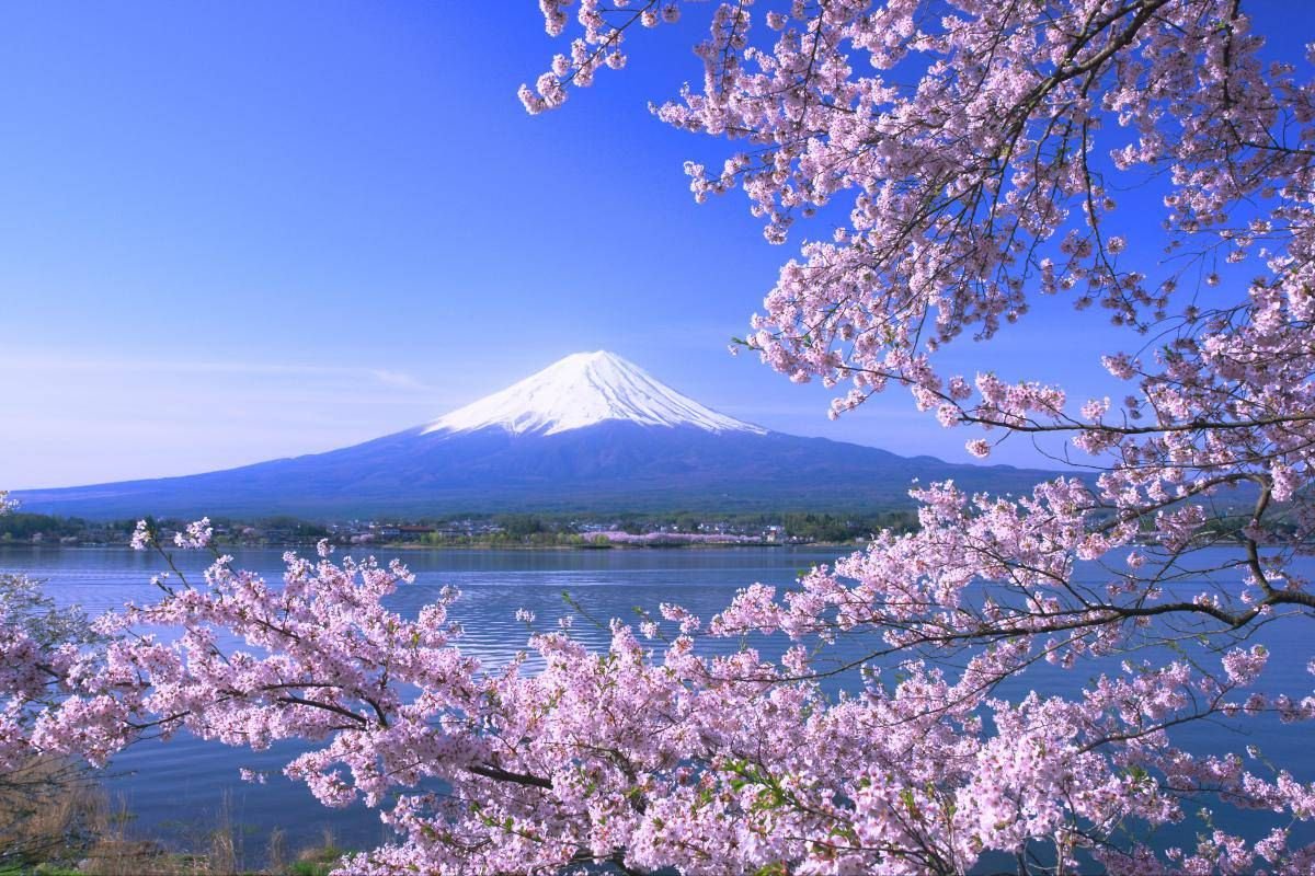 Япония цветение Фудзи
