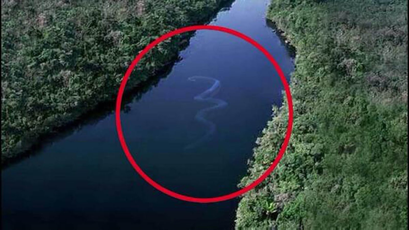 Это тоже бывшие озера. Река Амазонка змея Анаконда. Гигантские морские змеи. Самые больше змеи на планете.