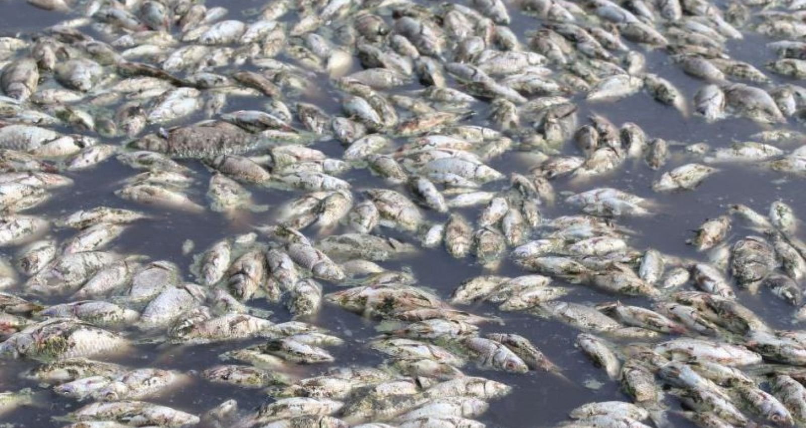 Гибнущее озеро. Озеро Кулундинское рыбалка. Мор рыбы. Рыба в озере. Экологическая катастрофа.