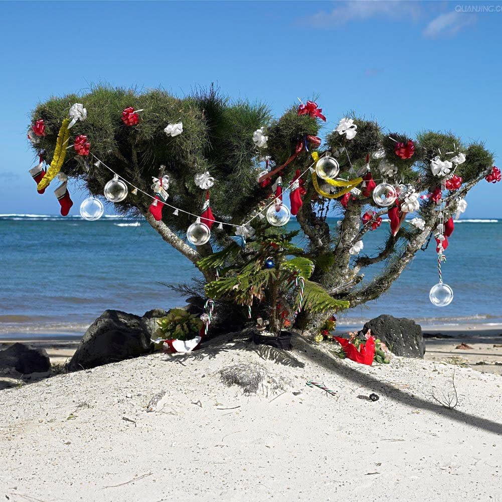 Фф лето в январе. Австралия новогоднее дерево Метросидерос. Кубинская араукария Новогодняя. Араукария Куба новый год. Похутукава новозеландское.