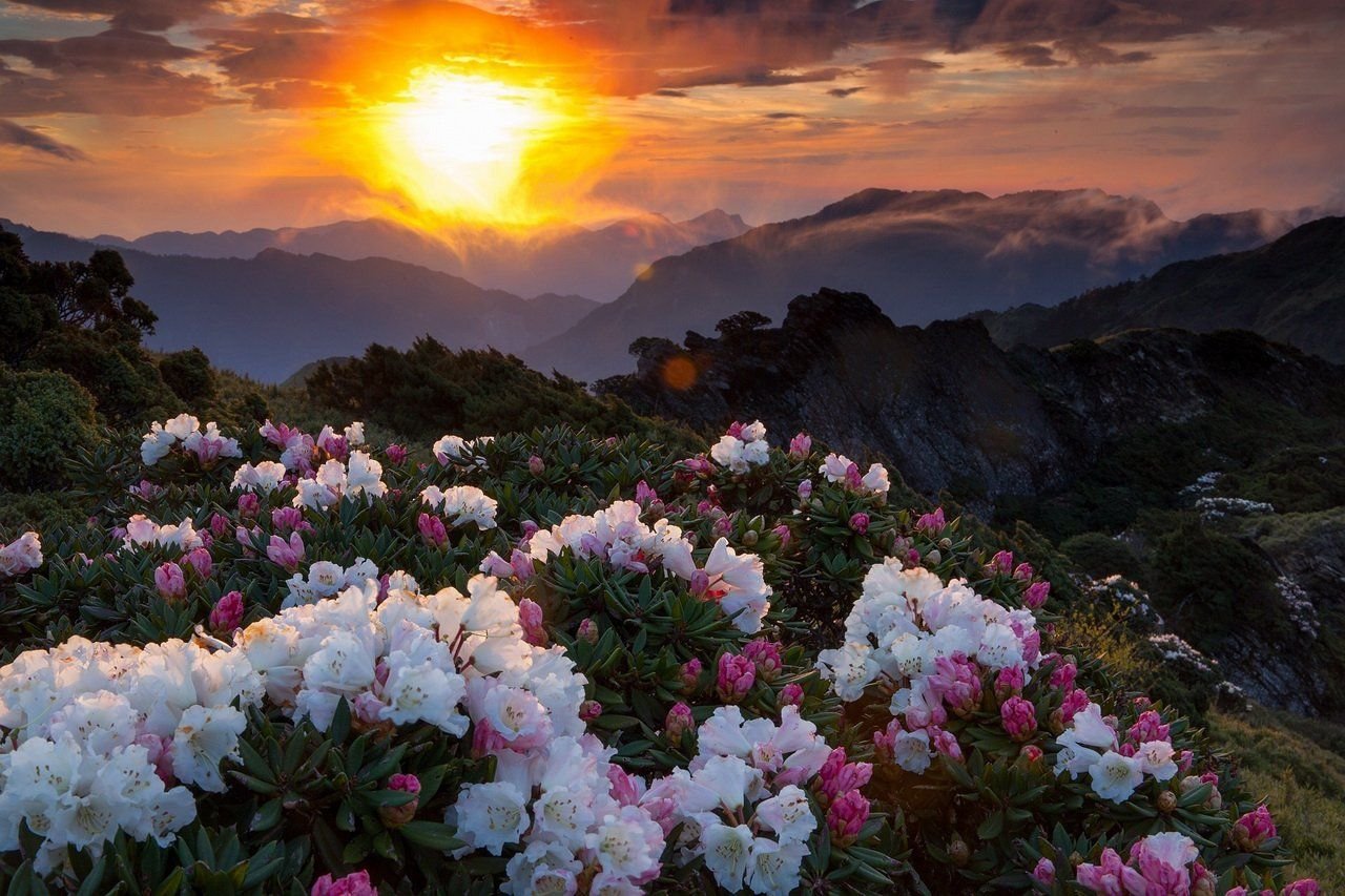 Восхитительная красота. Рододендрон в горах Монти-Сибиллини. Пейзаж цветы. Красивые пейзажи с цветами. Прекрасные цветы.