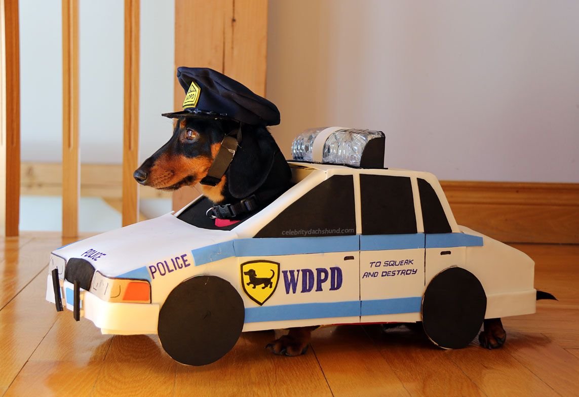 Такса в костюме полицейской машины