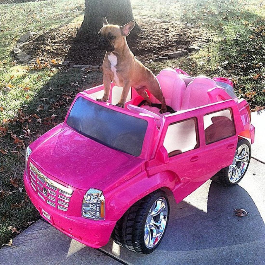 Собачка в розовой машине