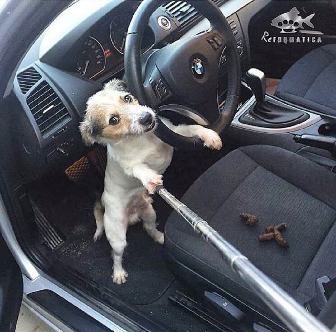 Собака в салоне авто