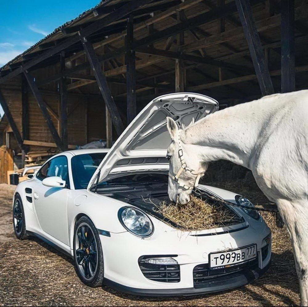 Porsche и лошадь