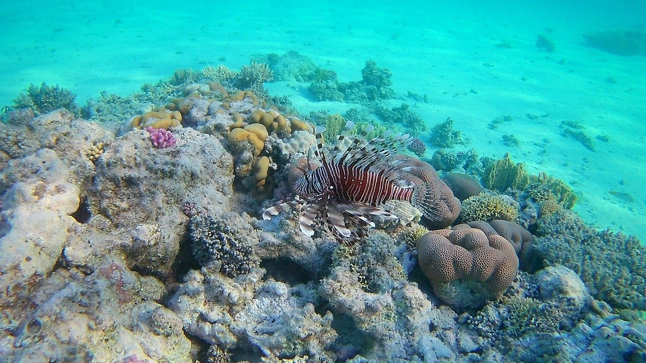 Коралловые рифы в хургаде. Коралловый риф в Шарм Эль Шейхе. Подводный риф Шарм-Эль-Шейх. Рыбы на рифе в Шарм Эль Шейхе. Подводный мир Египта Шарм-Эль-Шейх.