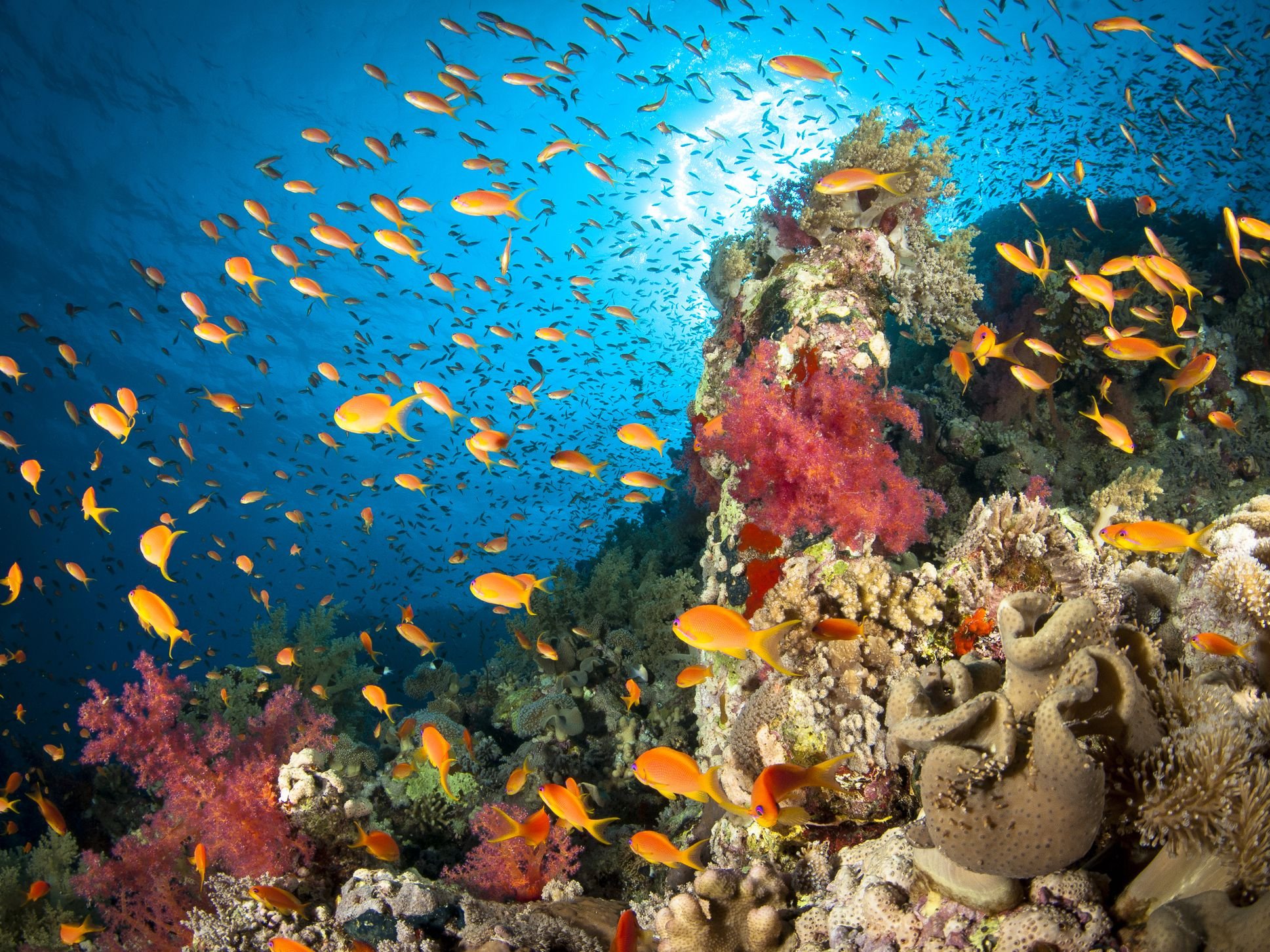Какого океана является красное море. Риф Шарм-Эль-Шейх. Риф в Египте Шарм-Эль-Шейх. Коралловый риф в Шарм Эль Шейхе. Рыбы на рифе в Шарм Эль Шейхе.