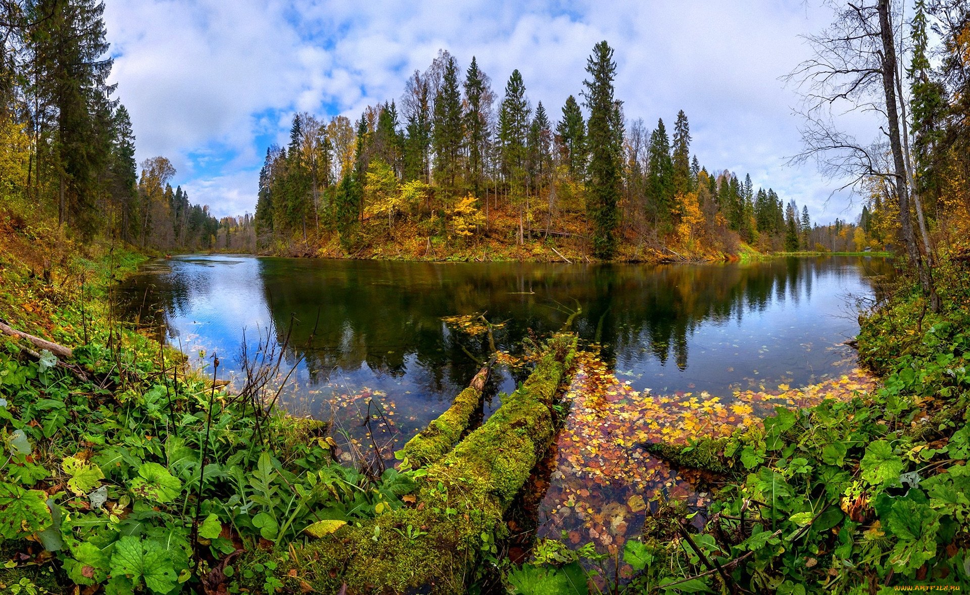 Разнообразие природы лесов. Лопухинка Радоновое озеро осень. Река Лопухинка. Радоновые озера в Лопухинке. Лесная речка Ленинградской области.