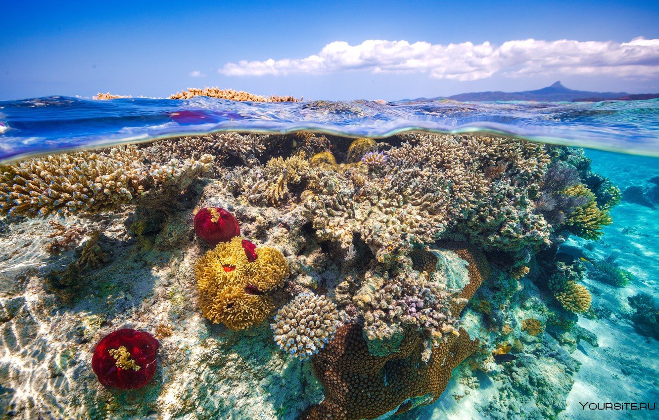Остров риф (Reef Island). Коралловый Барьерный риф. Коралловые рифы Тихого океана. Остров Занзибар коралловые рифы. Острова барьерного рифа