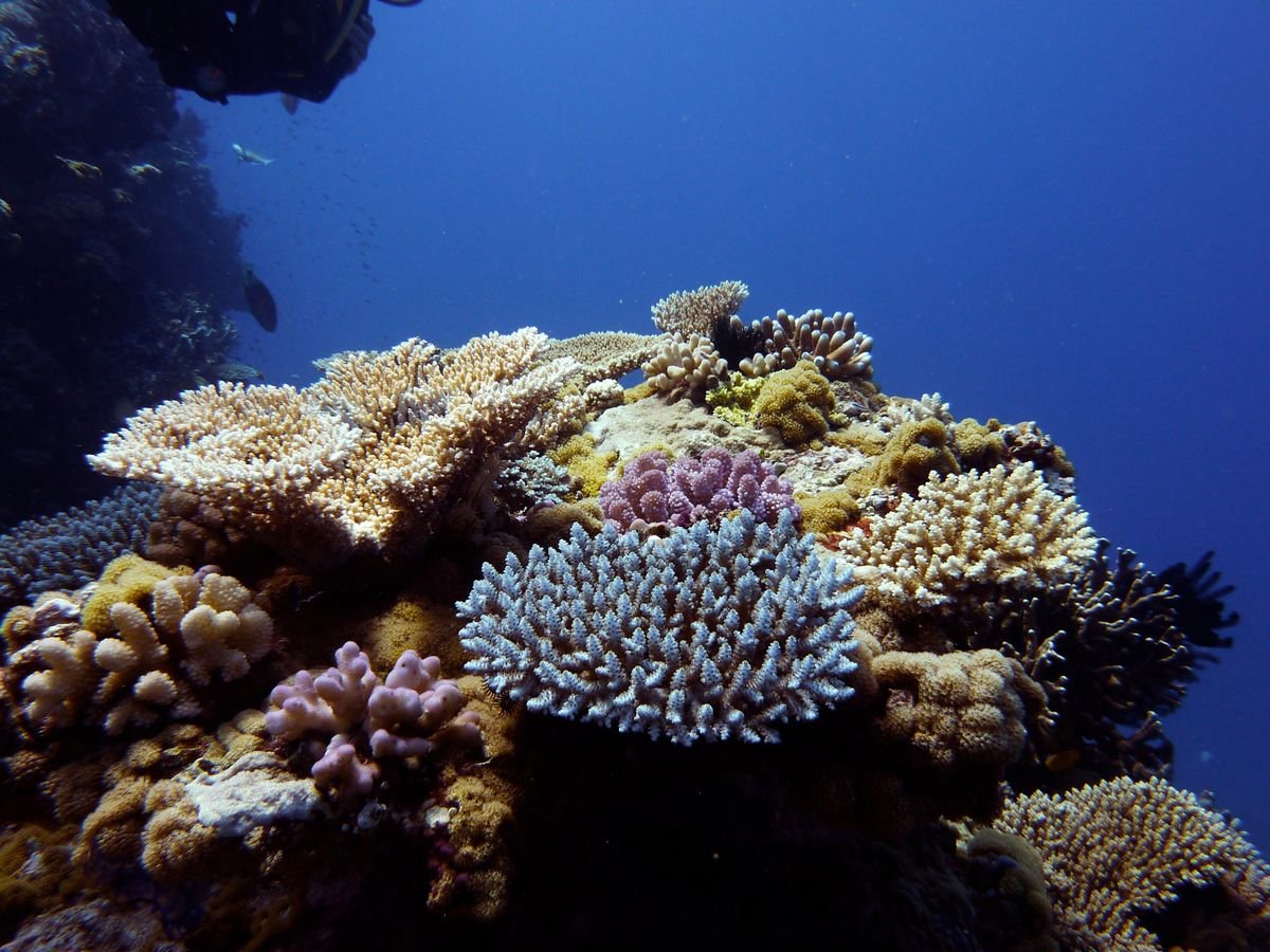 Чин Джейсон "коралловые рифы"