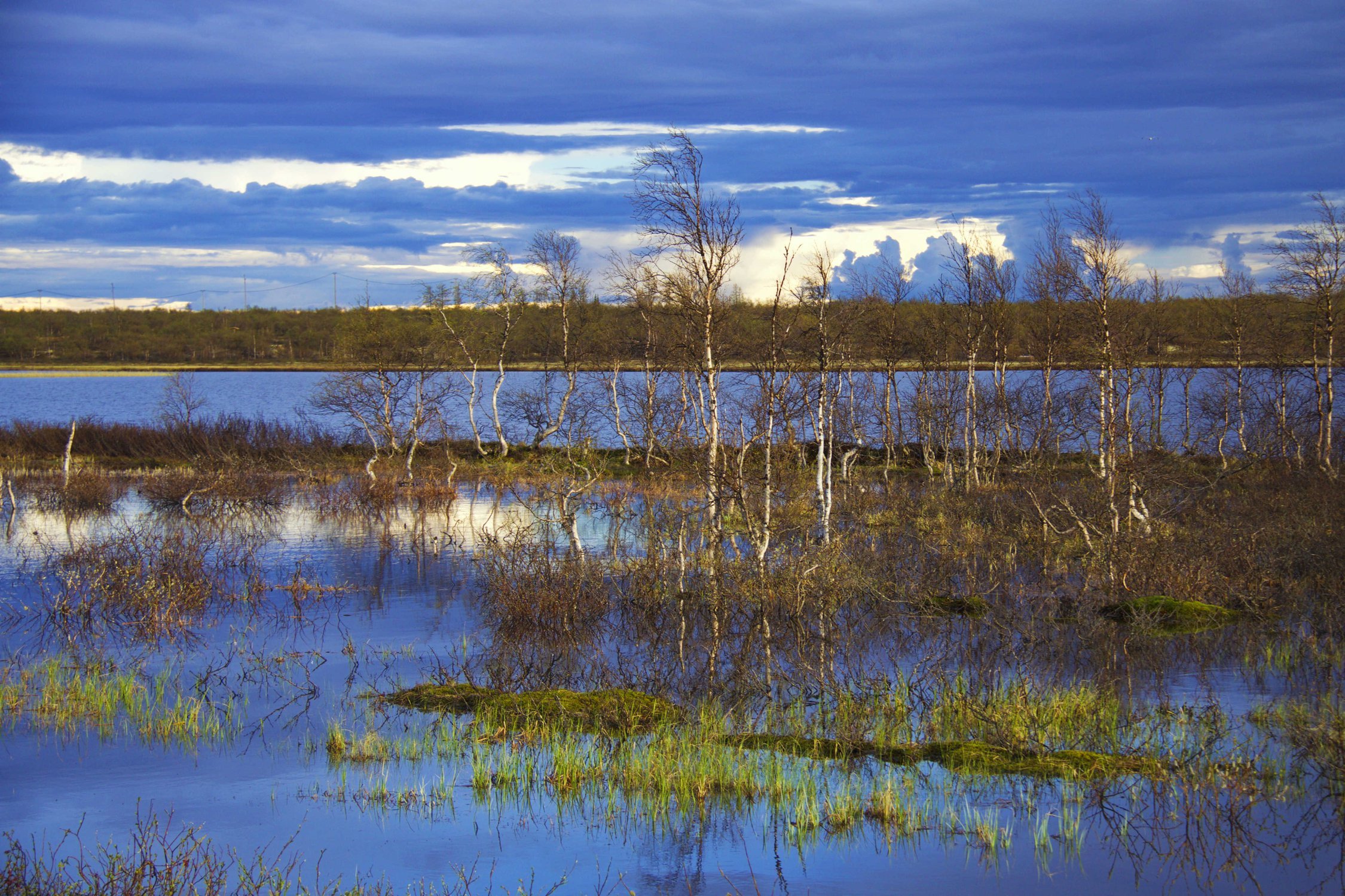 Озера разлив реки. Сестрорецк озеро. Разлив Сестрорецк. Озеро Меднозаводский разлив. Разлив на озере Ильмень.