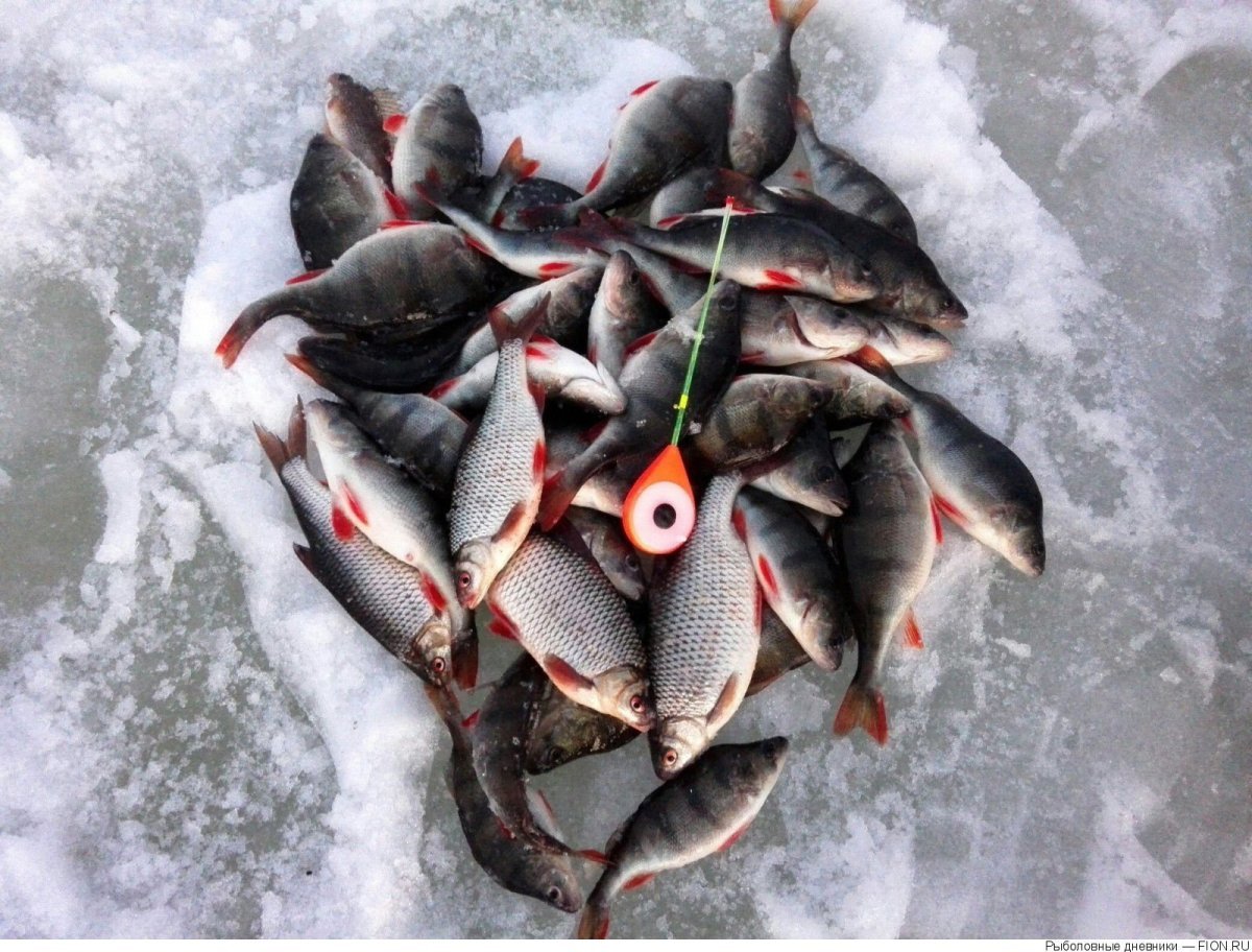 Зимняя рыбалка на реке Обь