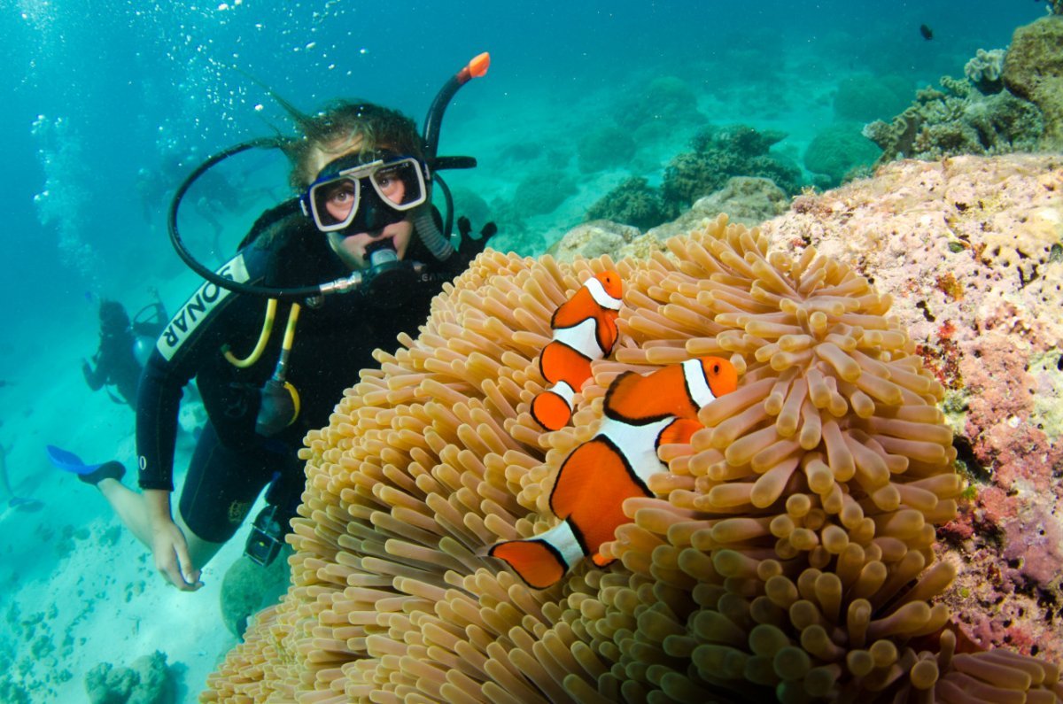 Коралловые рифы красное море снорклинг