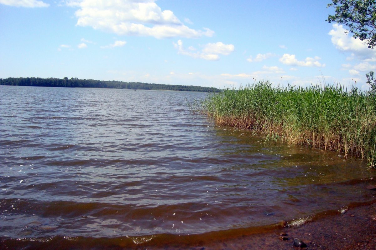 Озеро Вишневского лен. Обл.