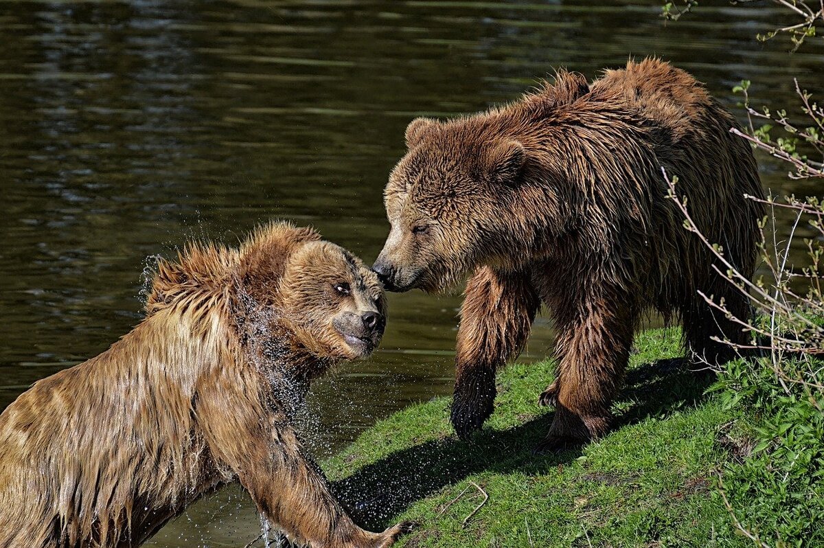 Сахалинский бурый медведь