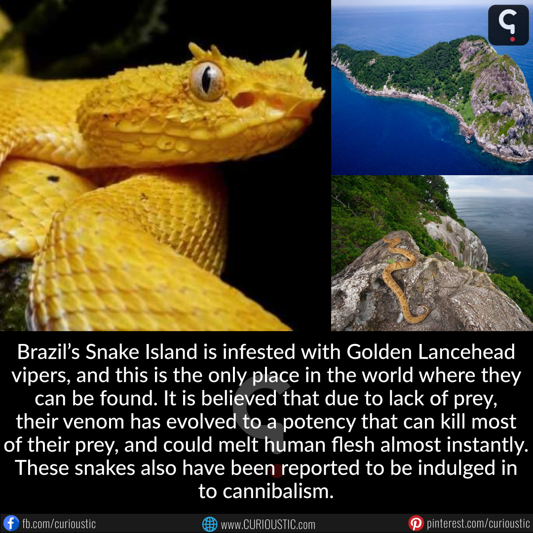 Егорик остров змей. Остров Кеймада-Гранди Бразилия. Остров змей Кеймада-Гранди. Островной ботропс Кеймада Гранди. Остров змей самая опасная змея.