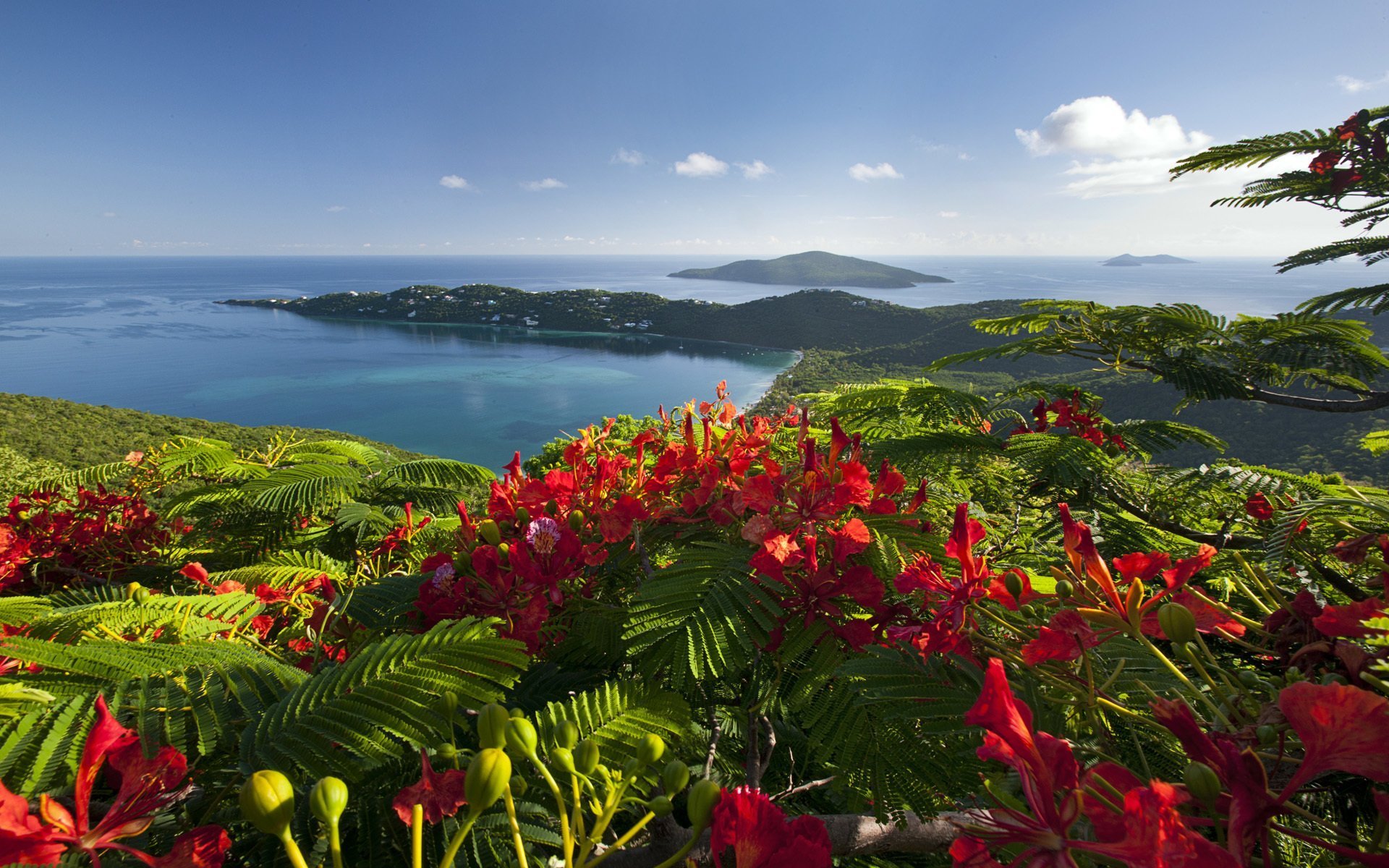 Карибские острова крым. Тропические острова Карибского моря. Чили Сельва тропические цветы. Растения острова Итуруп. Цветущие растения острова Итуруп.