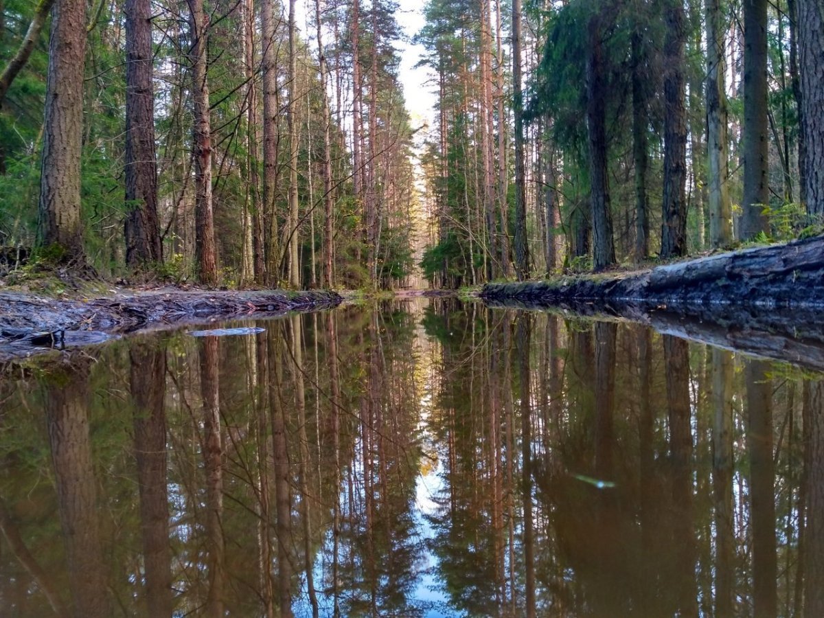 Плетневое озеро Ленинградская область