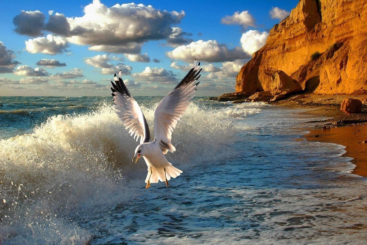 Волны и чайки над морем. Море, Чайки. Чайки над морем. Красивое море. Птицы над морем.