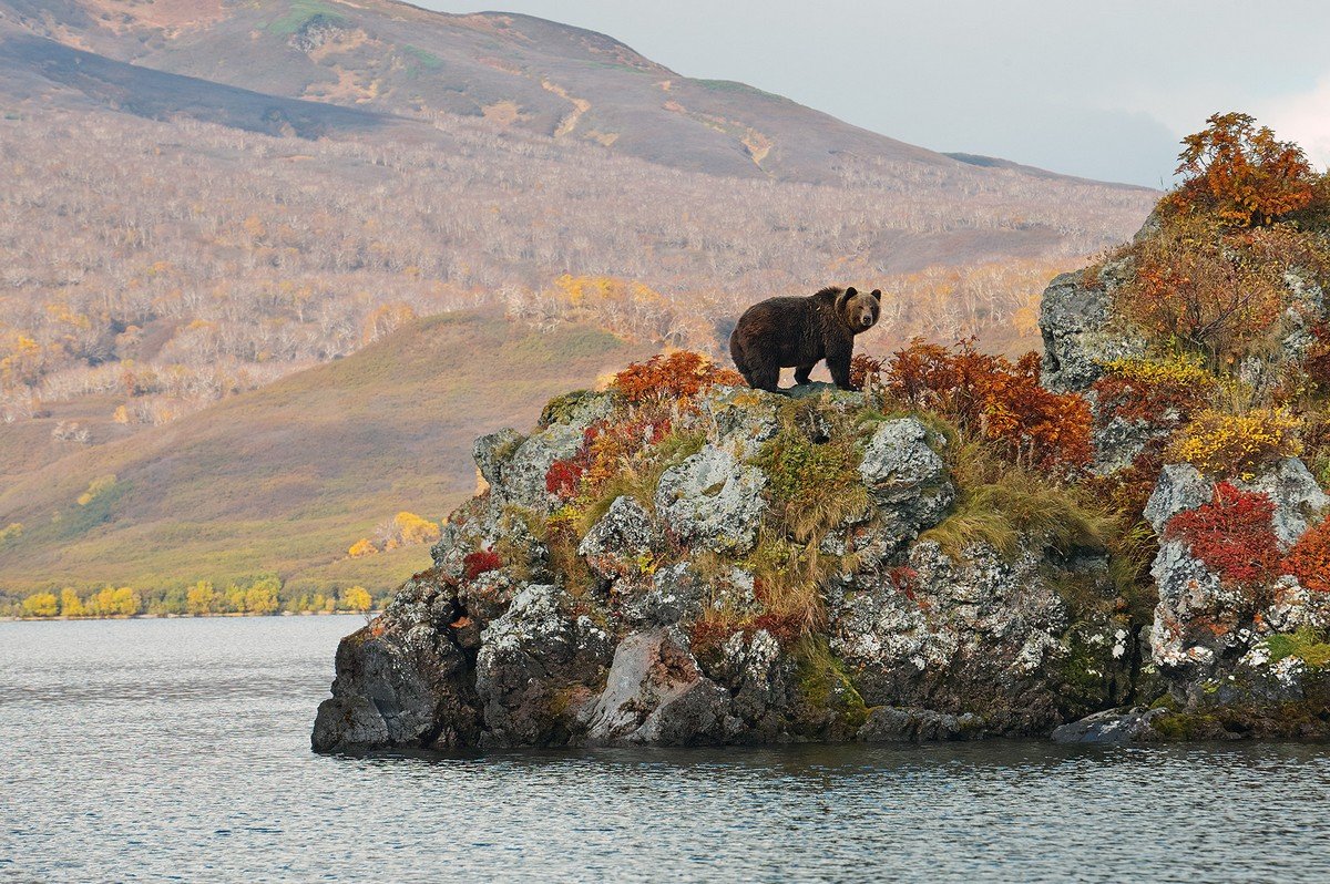 Бурый медведь в Баргузинском заповеднике
