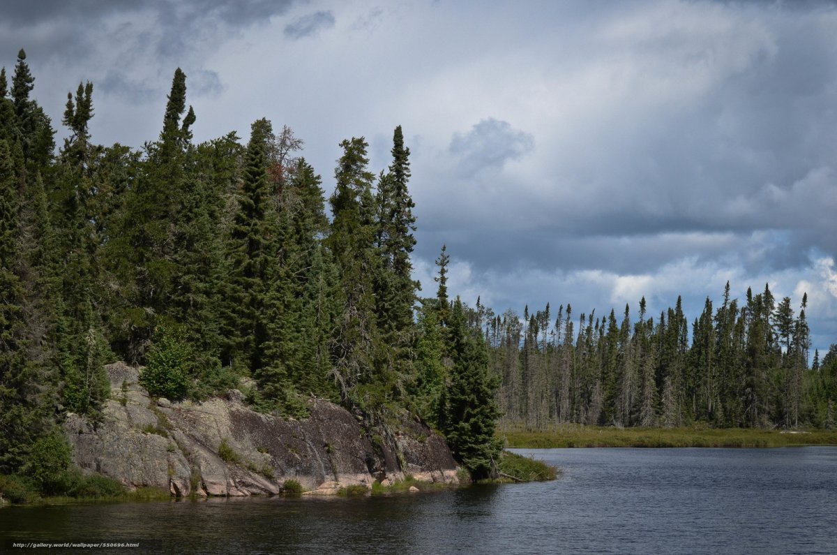Леса на берегах Онтарио озеро