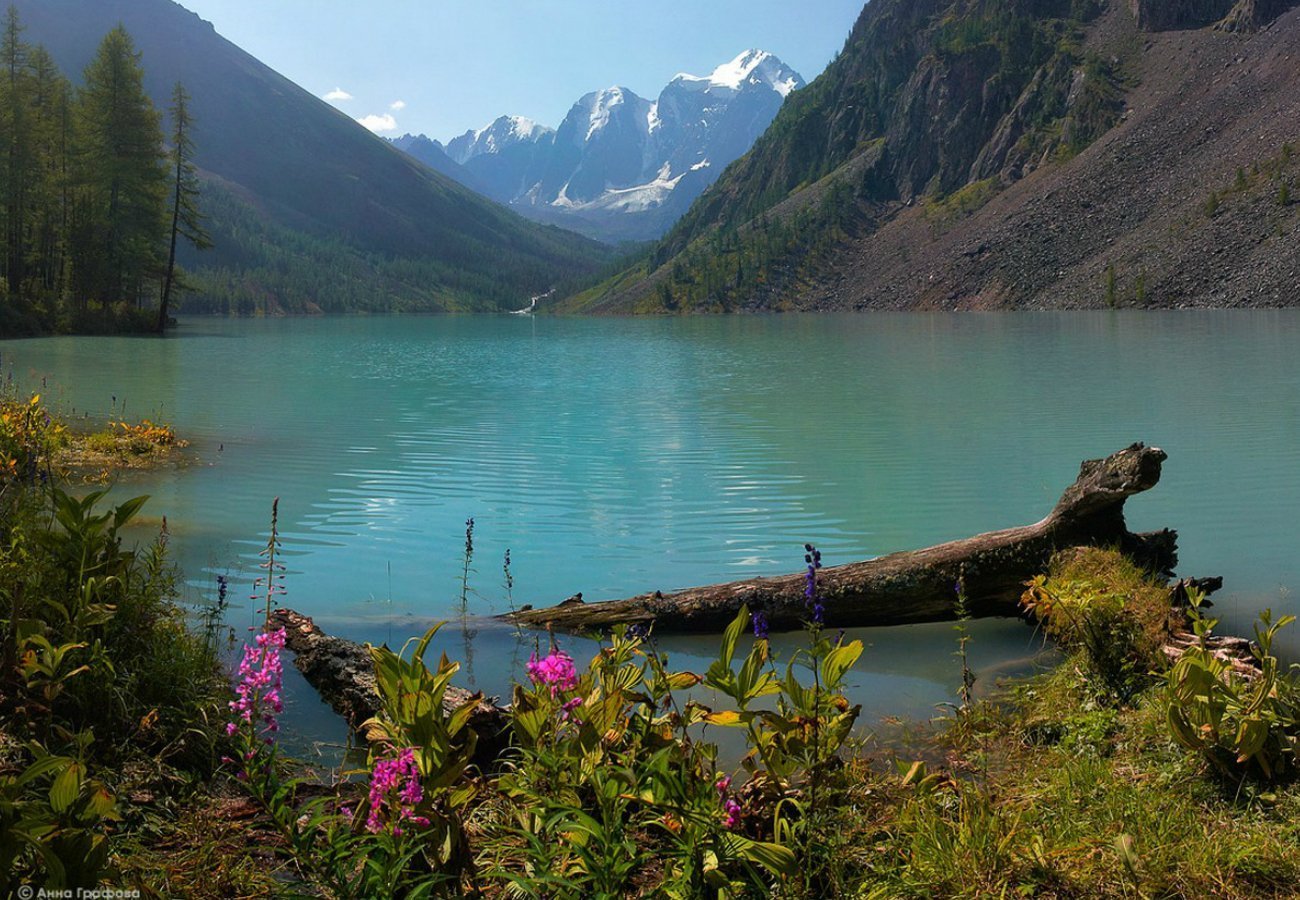 Горное озеро отличается особенной красотой. Горный Алтай озеро Шавло. Форелевое озеро Алтай. Кучерлинское озеро.