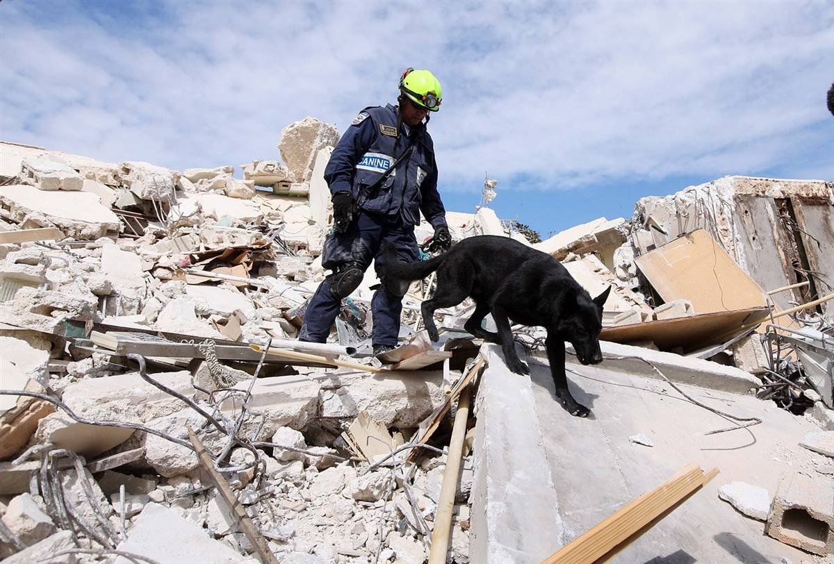 Внимание землетрясение. Собака спасатель на завалах. Собаки спасатели под завалами. Собака спасатель землетрясение. Собаки спасатели при землетрясениях.