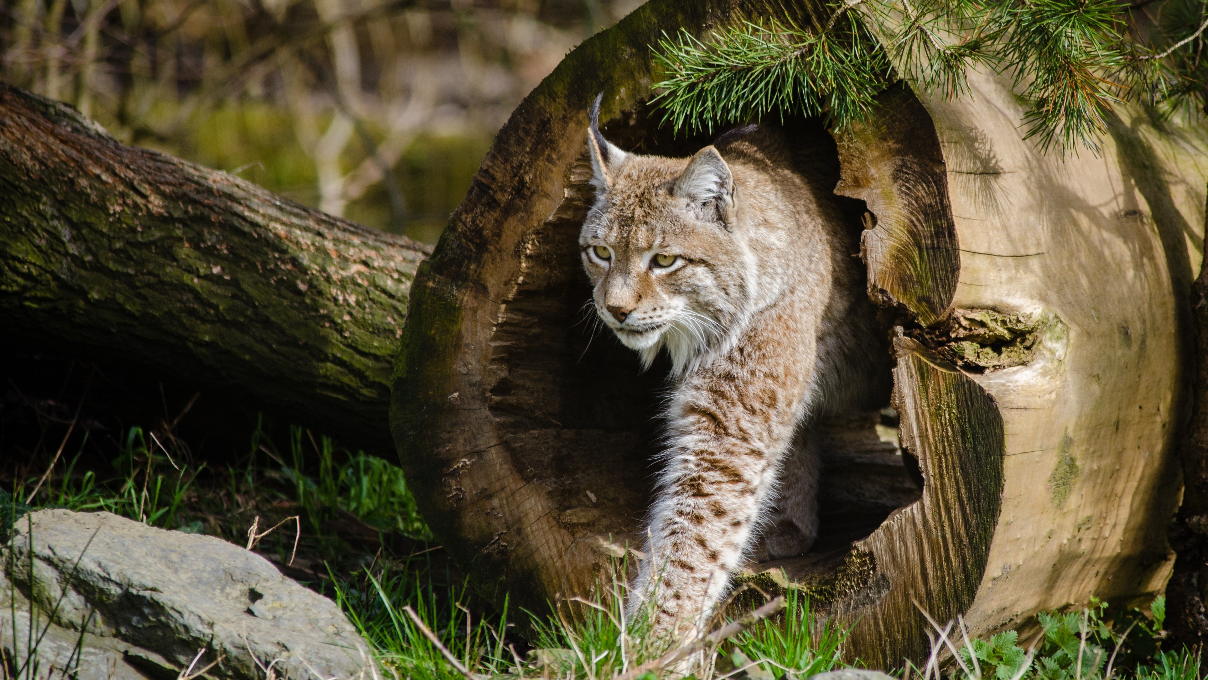 Рысь водится в тайге. Беловежская пуща Рысь. Рысь Линкс. Рысь (Lynx Lynx) в дикой природе. Рысь Лесная кошка.