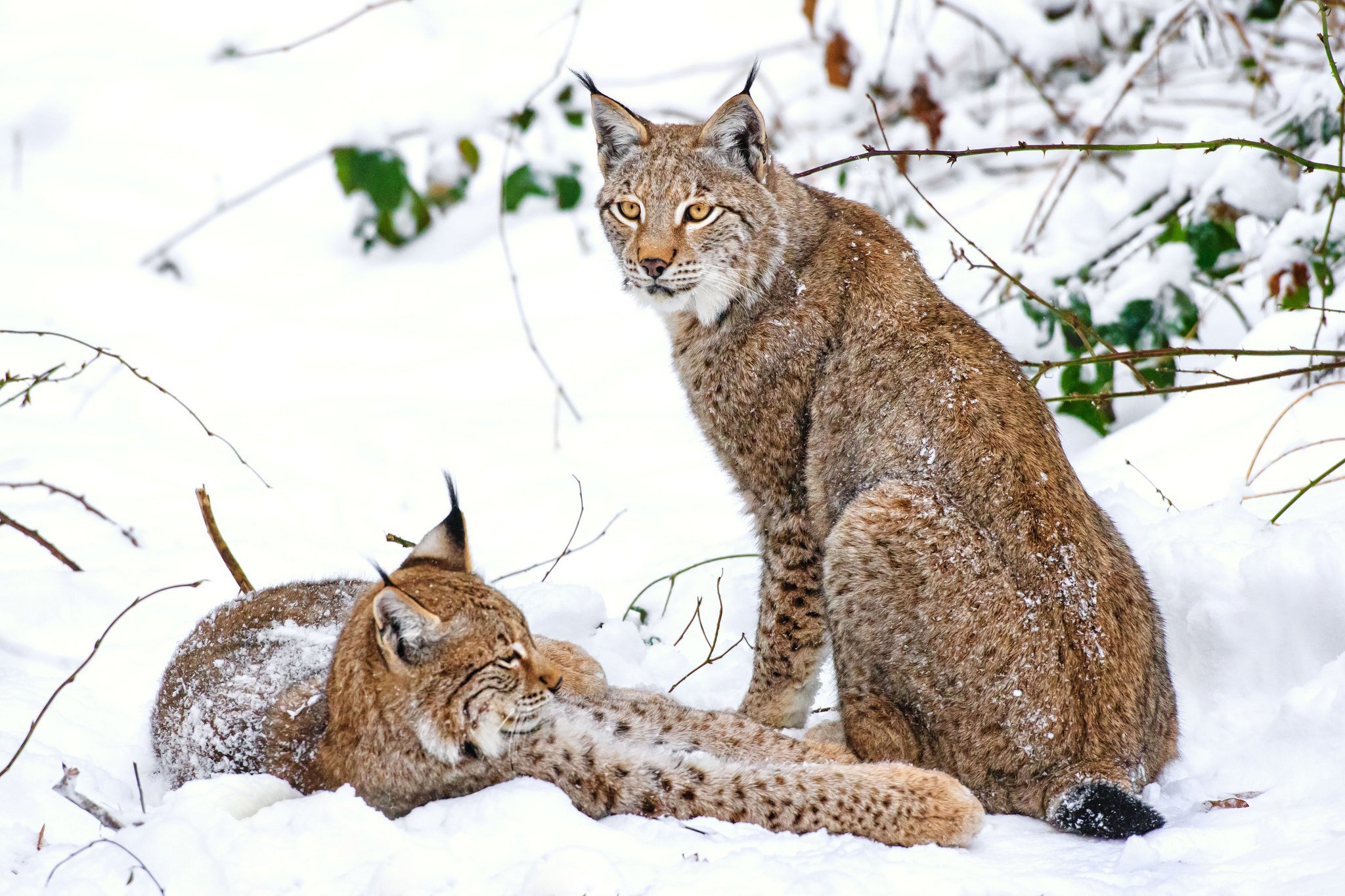 Туркестанская Рысь Кыргызстан. Рысь Линкс. Канадская Рысь Бобкэт. Рысь - Lynx Lynx (Linnaeus, 1758).
